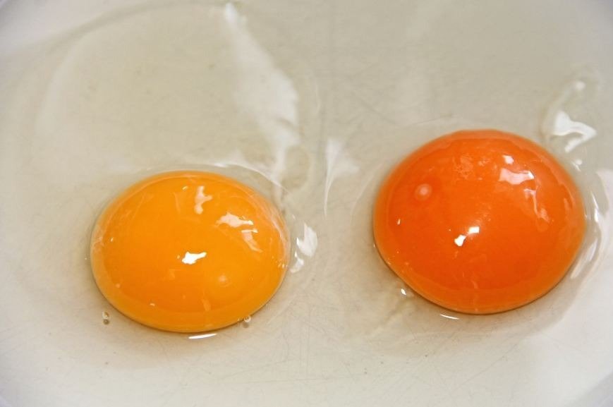 egg-yolk-egg-fried-eggs-raw-yellow