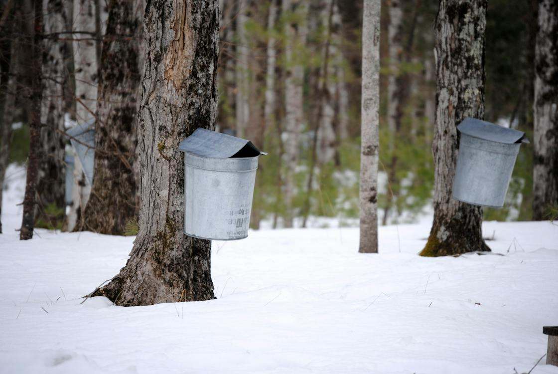 Buckets on maple trunks in winter woodland