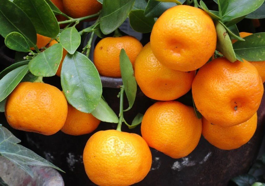 Mandarin oranges on a tree