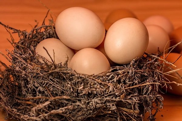 Guide to the Different Types of Eggs