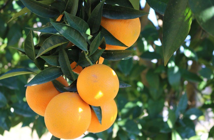 Jaffa oranges on a tree