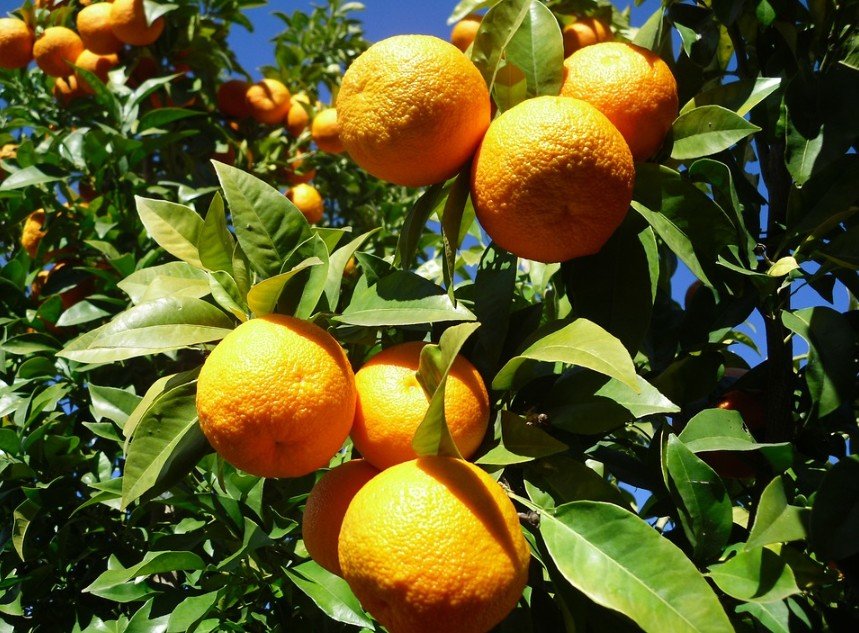 Seville oranges on a tree
