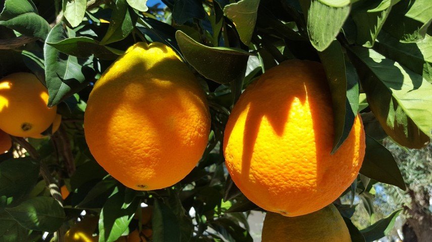 Valencia oranges on a tree
