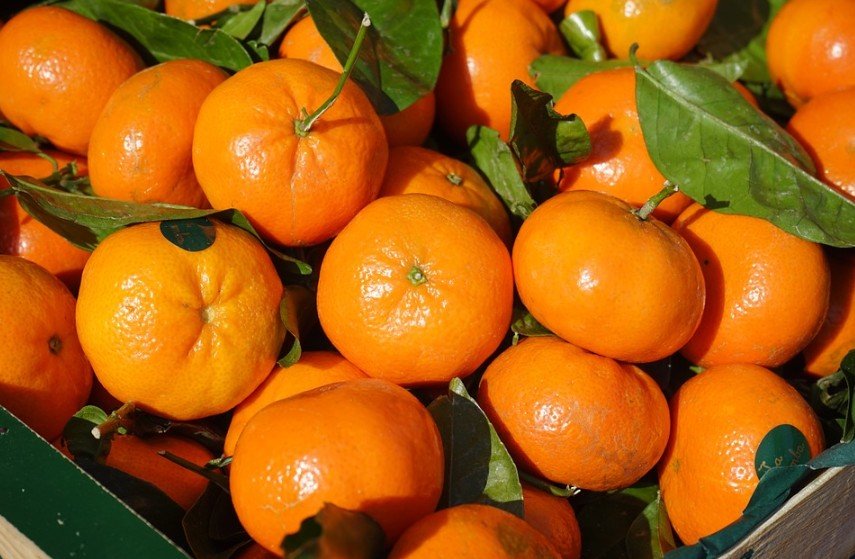 fresh clementine oranges