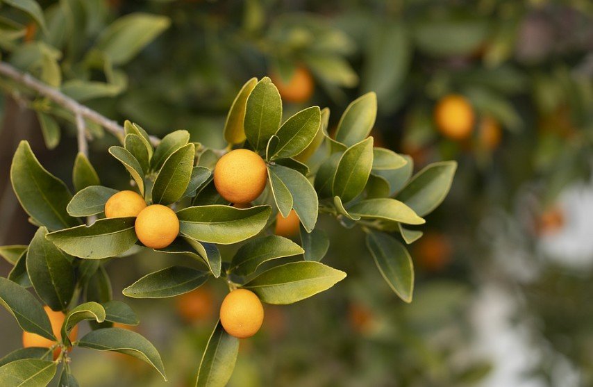 small satsuma oranges on a tree