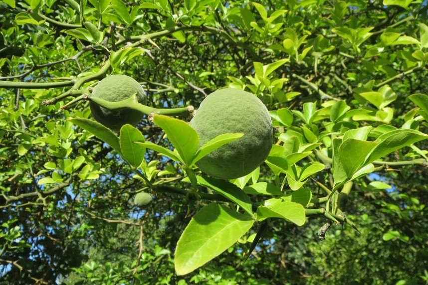 trifoliata oranges on a tree